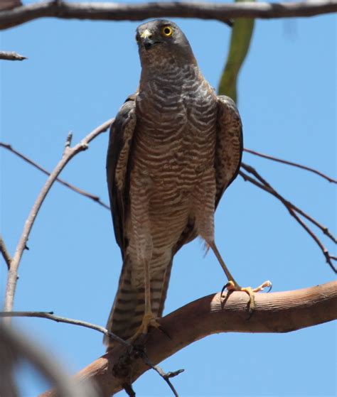 Richard Waring S Birds Of Australia Collared Sparrowhawk At Redbank