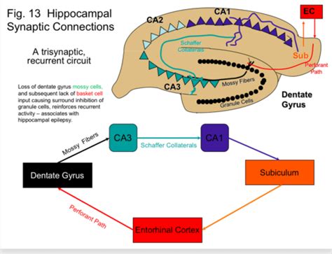 hippocampus, memory and synaptic plasticity Flashcards | Quizlet