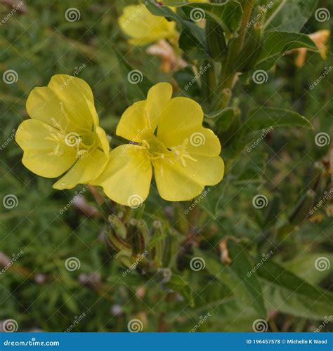 Oenothera Fruticosa â€ Sundrop Or Prairie Sundrops Two Flowers Plant