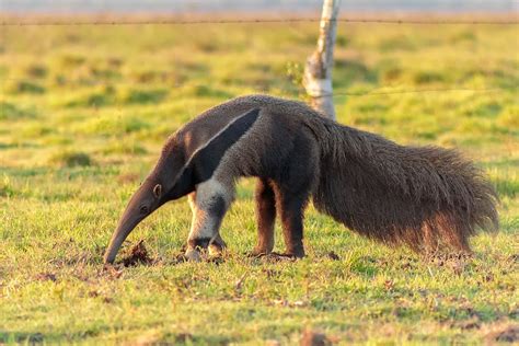 Animais T Picos Do Pantanal Que Voc Precisa Conhecer Vida De