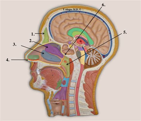 Lab Exam 3 Head Sagittal Section I Diagram Quizlet