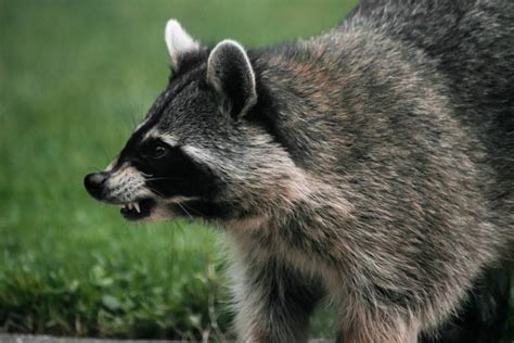 Infectious Diseases Of Raccoons