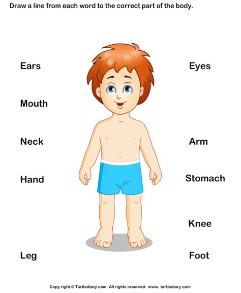 Label The Body Parts Worksheet 7 - Turtle Diary