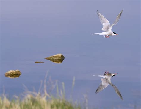 Common Tern | Audubon Field Guide