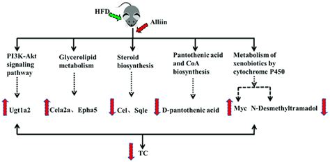 The lipid-lowering mechanism of alliin. | Download Scientific Diagram