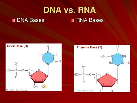 PPT Chapters 13 DNA Structure Function Ch 14 From DNA To Protein