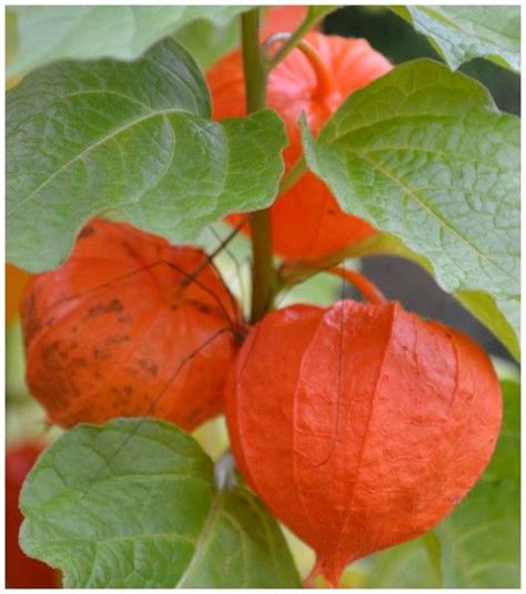 Physalis Amour En Cage Coqueret Du Perou On Respire Dans Les