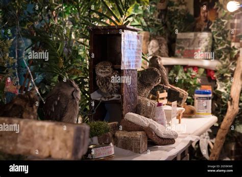 Owls At An Owl Cafe In Tokyo Japan Stock Photo Alamy