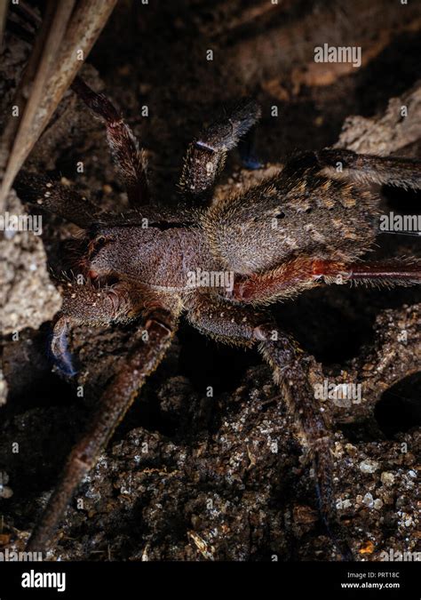 Venomous Spider Phoneutria Nigriventer Brazilian Wandering Spider