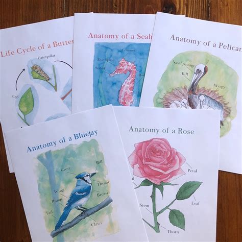 level  nature study anatomy printable pack   deep