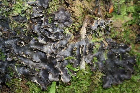 Pseudocyphellaria Fimbriatoides From Pine Valley North Bank Wairau