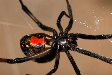 Western Black Widow Latrodectus Hesperus Female Heather Broccard