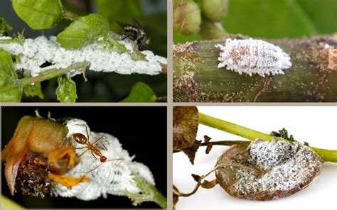 Mealybugs Alarming White Cotton Looking Bugs On Your Vegetable Plants Veggies Grow