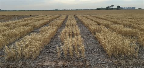 Fertilizantes L Quidos Y De Aplicaci N Como Fuentes Nitrogenadas En