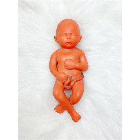 MADE TO ORDER 17 Week Gestation Fetus Stage Of Fetal Development