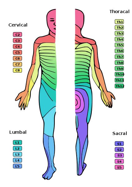 Sciatic Nerve Dermatome