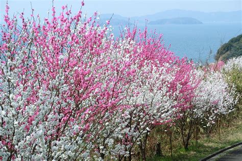 小手島 香川県丸亀市広島「ふれ愛の町ひろしまをつくる会」