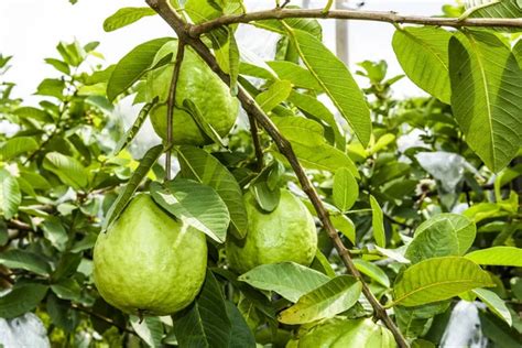 Arbol De Guayaba