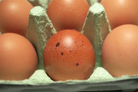 Brown Eggs In Cardboard Container Close Up Farming Product Stock