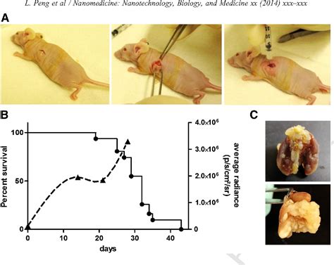 Figure 1 From Development Of A Novel Orthotopic Non Small Cell Lung