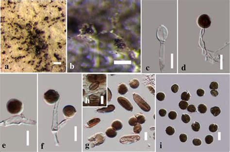 Arthrinium Paraphaeospermum Facesoffungi Number Fof 02459 Faces Of Fungi