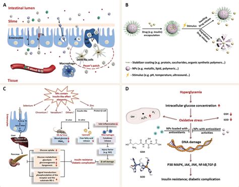 A Schematic Diagram Of Nanocarrier Transport Five Potential Pathways