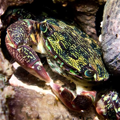 Striped Shore Crab Marine Species Of Crab Cove Alameda Ca