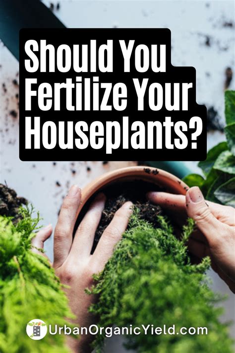 How To Fertilize Indoor Plants Fertilizer For Plants Fertilizer