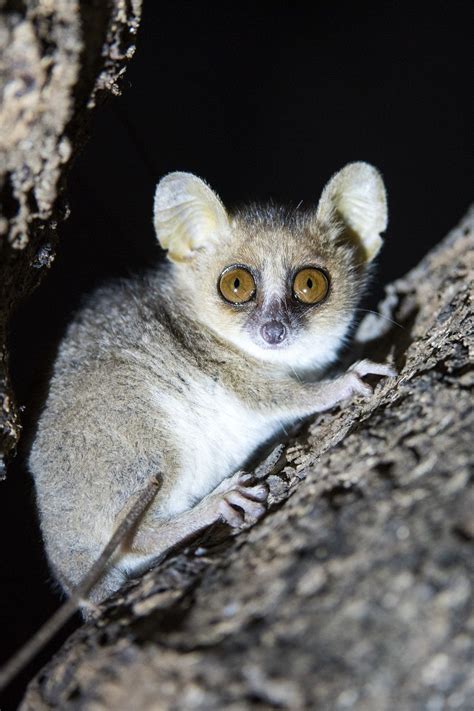 This Is The Gray Mouse Lemur They Are One Of The Smallest Primates Yet The Largest Of The