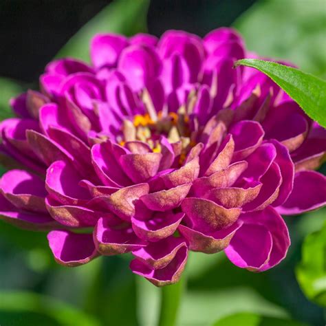 Violet Queen Zinnia Zinnia Elegans Annies Heirloom Seeds