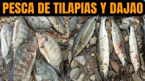 PESCA DE TILAPIAS Y DAJAO CON MI TÍO 2024 peces pescadores tilapia