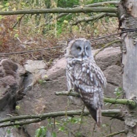 #Сова на веточке. #сова #птицы #природа #owl #birds #natur… | Flickr