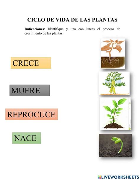 Ciclo De Vida De Las Plantas Online Activity For Grado De Egb Ciclo