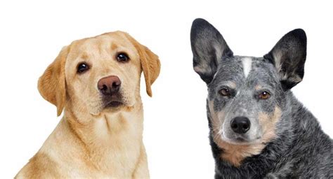 Blue Heeler Lab Mix Everything You Need To Know About This Clever Hybrid