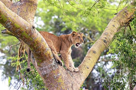 Juvenile Lion In A Tree The Ishasha Sector Of Queen Elizabeth National