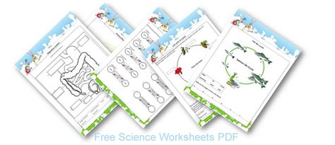 Ecosystem Diagram For Kids