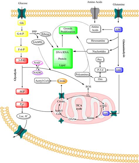 Glutamate Metabolism Pathway