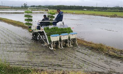 江门市农业科学研究所开展水稻机械化同步侧深施肥技术研究示范五邑农情江门市农业农村局