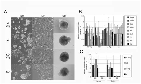 Differentiation Of Es Cells With Various Rex1 Genotypes A