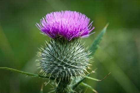 22 Different Types Of Thistle Plants (Including Photos) - Naturallist ...