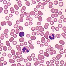 Blood Smear Diagram Quizlet