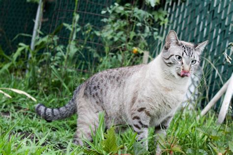 Lynx Point Siamese Cat Outside Stock Image Image Of Beautiful Lynx