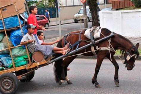 veículos de tração animal Arquivos greenMe