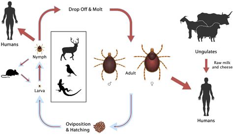 Figure From The Ecology Of Ticks And Epidemiology Of Tick Borne