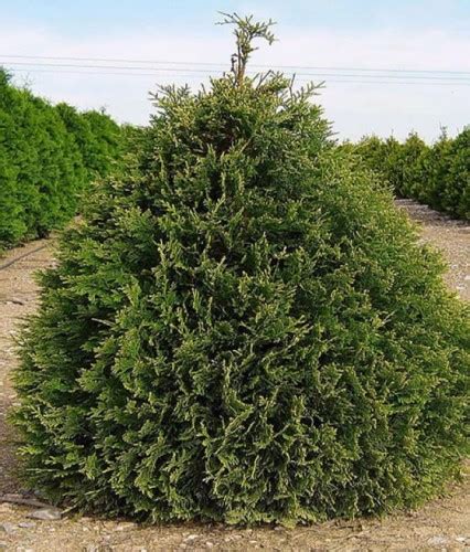 Thuja Tuja Olbrzymia K Rnik W Donicy Drzewka Faworytka Pl