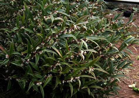 Sarcococca Hookeriana Var Humilis Riverside Garden Centre