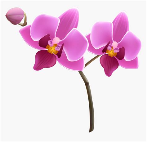 Sketch Of Orchid Flowers Royalty Free Svg Cliparts Vectors And