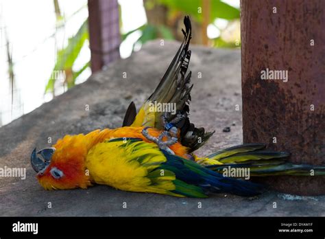 Dead Parrot Stock Photo 68462059 Alamy