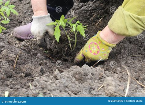 Planting Tomato Seedlings In The Spring In The Soil Soil Growing