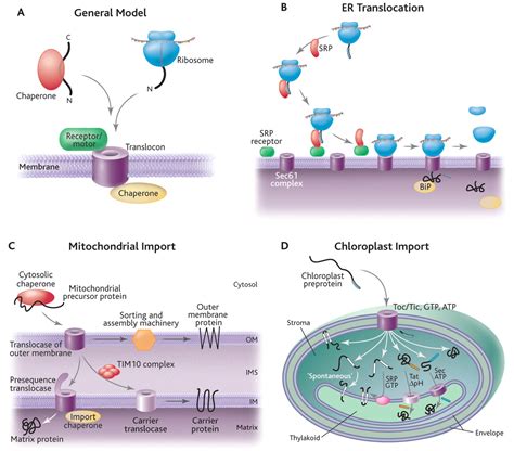 Protein Translocation Across Biological Membranes Science